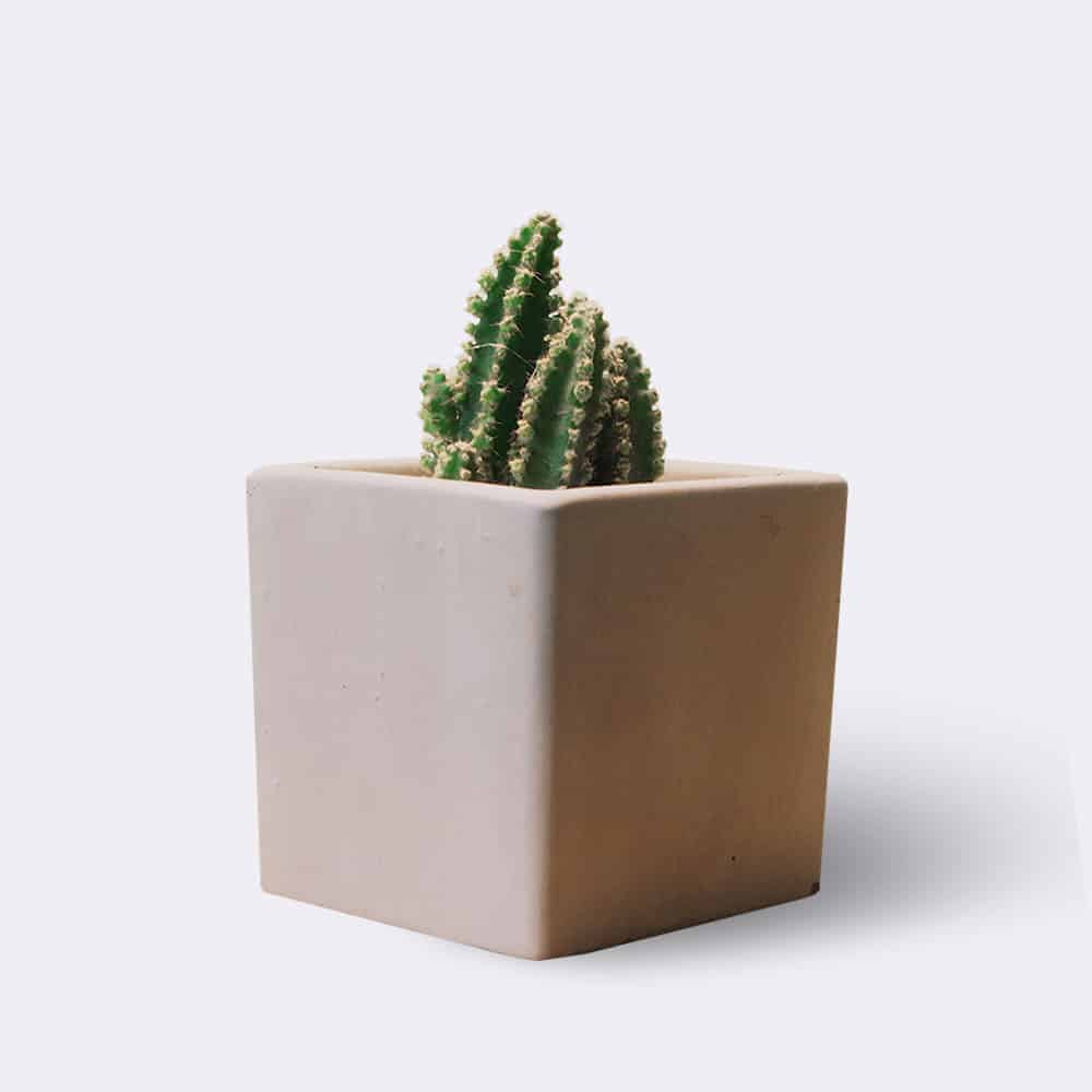Product Cactus2 Free Img